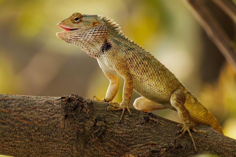 Natural Pest Control