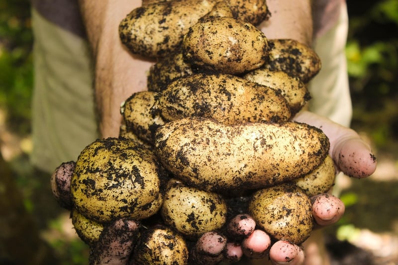 Nutrient-Rich Soil